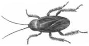 Cockroach