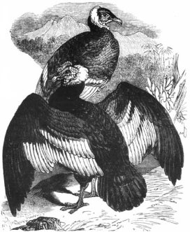 Andean Condor